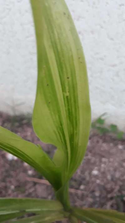 Maize Leaf Streak Virus - Maize