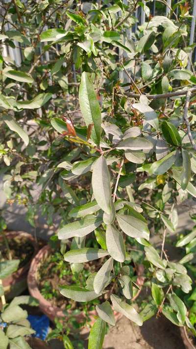 Spider Mites - Pomegranate