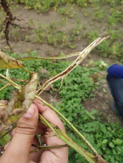 Soybean Stem Miner - Soybean