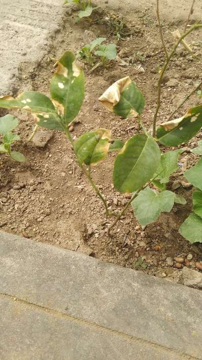 Potassium Deficiency - Citrus