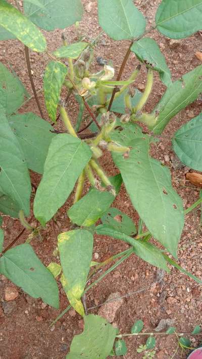 Flea Beetles - Black & Green Gram