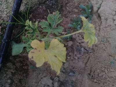 Nitrogen Deficiency - Melon