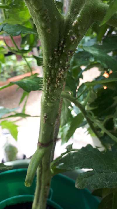 Oleander Scale - Tomato