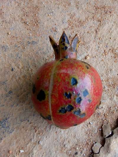 Alternaria Black Spot and Fruit Rot - Pomegranate