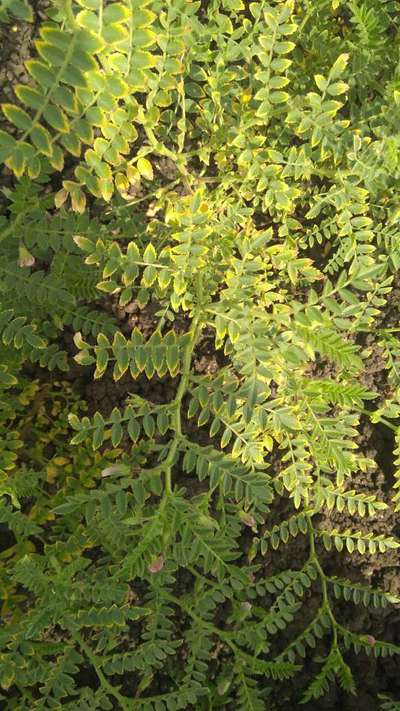 Nitrogen Deficiency - Chickpea & Gram