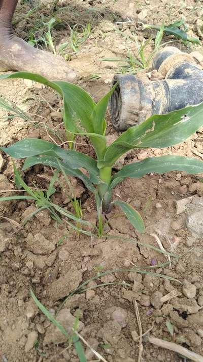 ಚುಕ್ಕೆಯುಳ್ಳ ಕಾಂಡಕೊರಕ - ಮೆಕ್ಕೆ ಜೋಳ