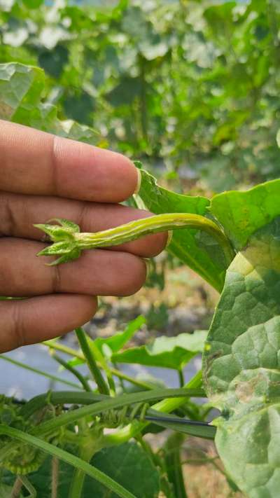 Melon Fruit Fly - Cucumber