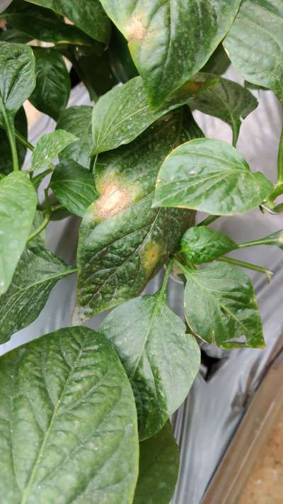 Early Blight - Capsicum & Chilli