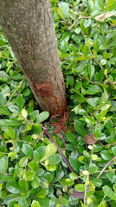 Fruit Tree Bark Beetle - Pomegranate