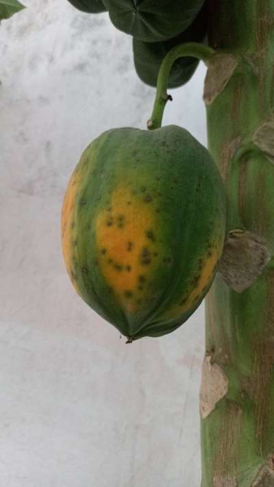 Anthracnose of Papaya and Mango - Papaya