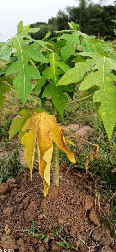 Powdery Mildew of Papaya - Papaya