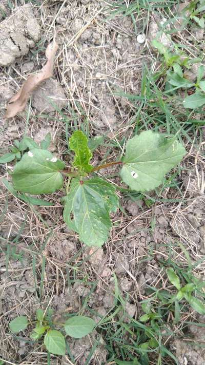 Red Pumpkin Beetle - Okra