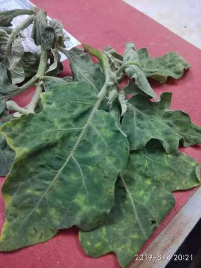 Brinjal Shoot and Fruit Borer - Brinjal