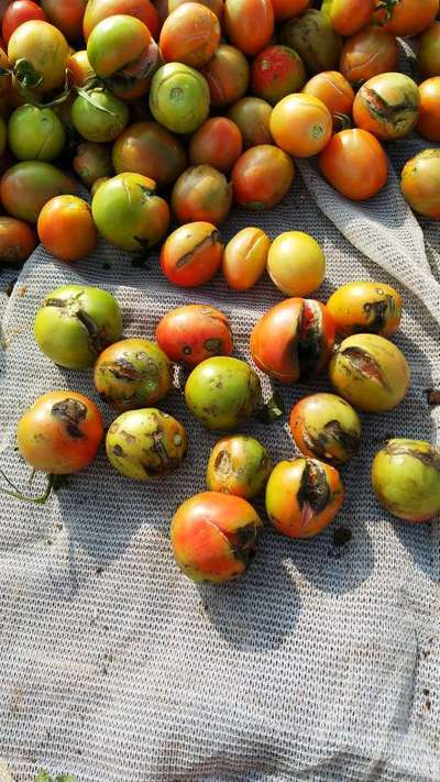 Growth Cracks in Tomato - Tomato