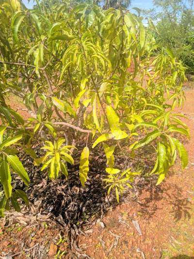 Mango Leaf Coating Mite - Mango