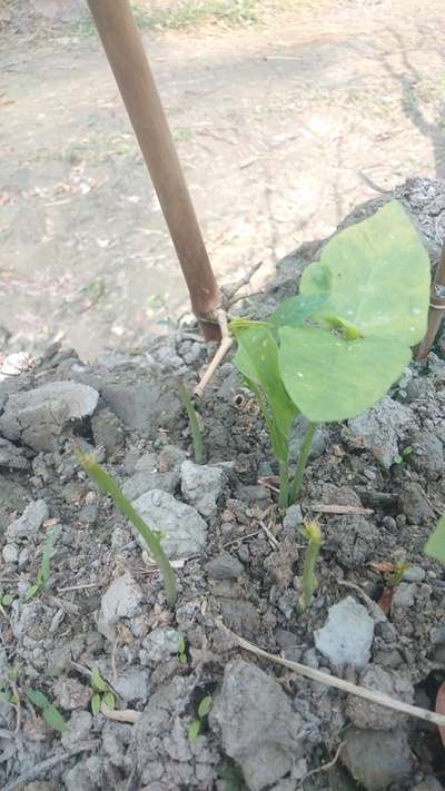 কাটুই পোকা - শিম