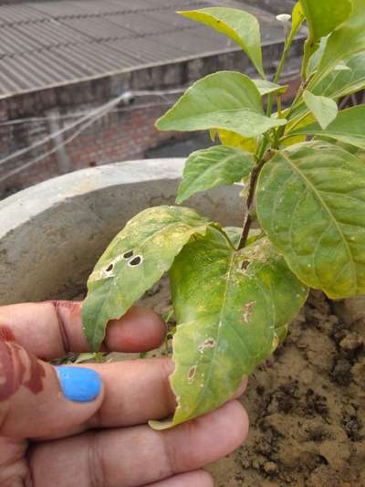 Nitrogen Deficiency - Capsicum & Chilli