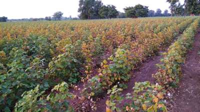 Leaf Reddening of Cotton - Cotton