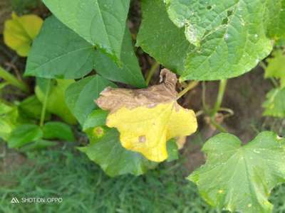 Alternaria Leaf Spot of Soybean - Bean