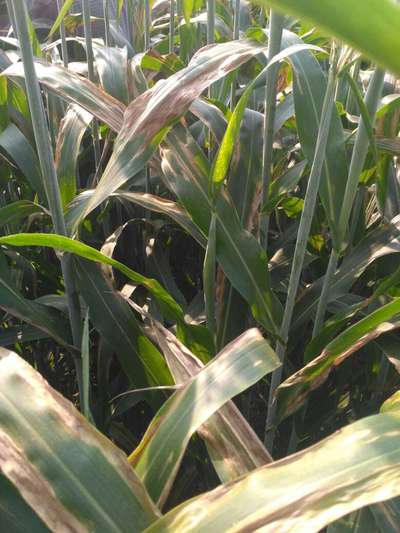 Northern Leaf Blight - Sorghum