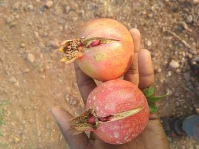 ಬೋರಾನ್ ಕೊರತೆ - ದಾಳಿಂಬೆ