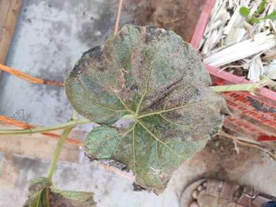 Pesticide Burn - Pumpkin