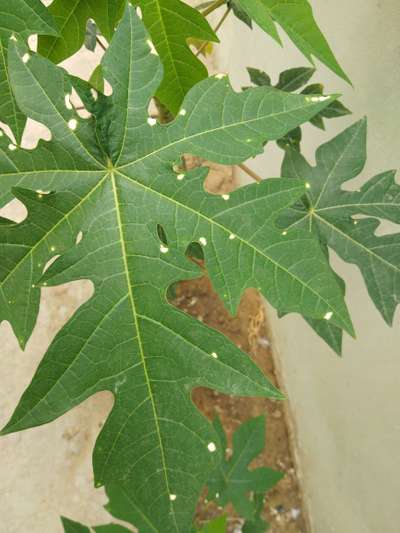 Papaya Brown Spot - Papaya