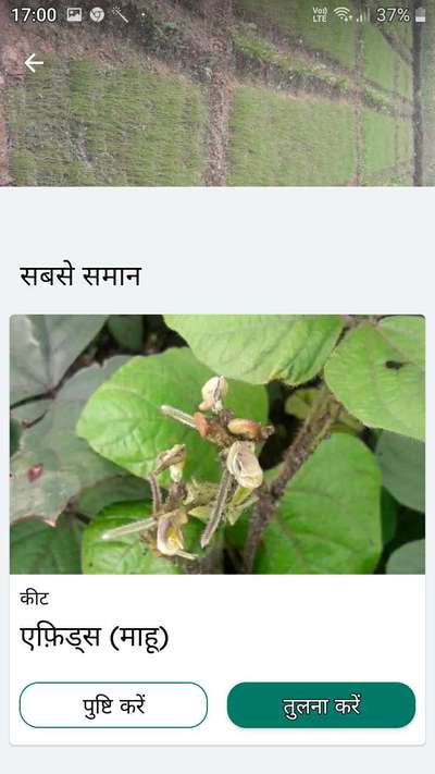 एफ़िड्स (माहू) - सेम