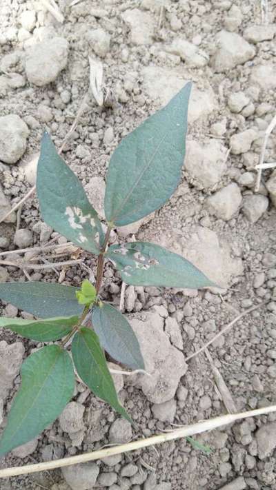 Leaf Miner Flies - Black & Green Gram