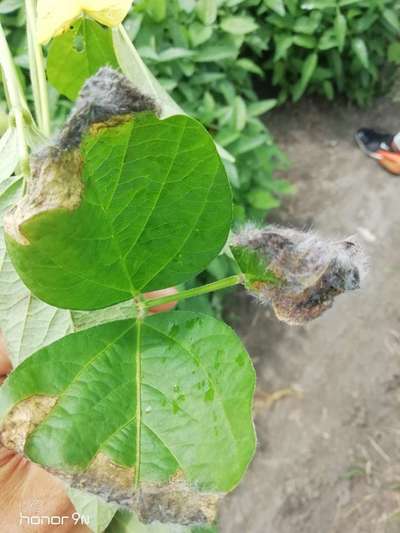 Stem Rot - Soybean