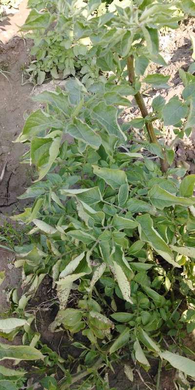 Blackleg of Potato - Potato