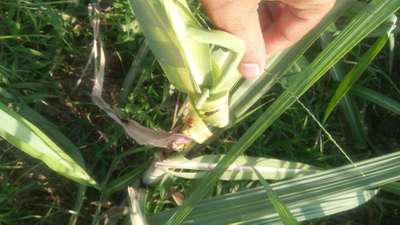 Early Shoot Borer - Sugarcane