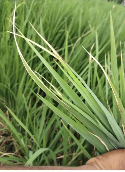 Bacterial Blight of Rice - Rice