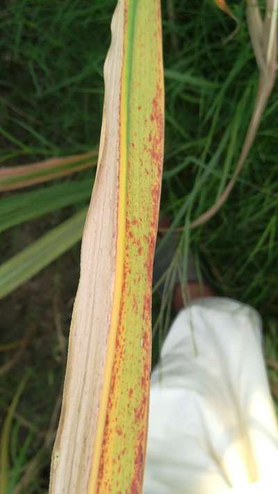 Sugarcane Common Rust - Sugarcane