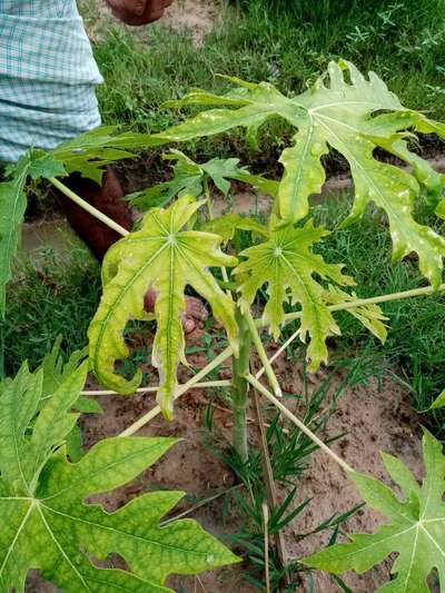 পেঁপের মোজাইক ভাইরাস রোগ - পেঁপে
