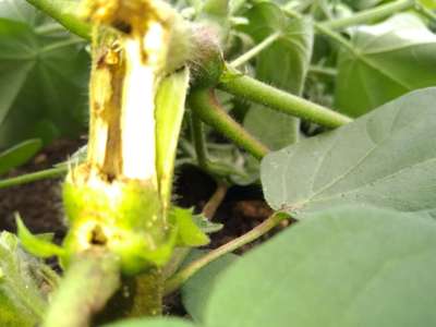 Stem Borer - Cotton