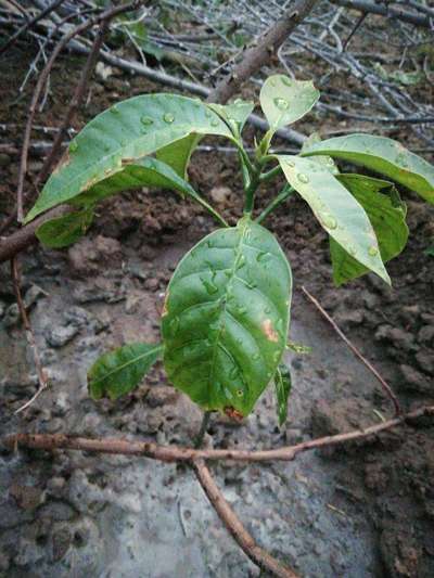 Anthracnose of Papaya and Mango - Mango