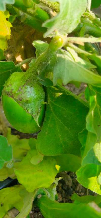 Thrips - Brinjal