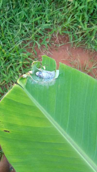 Greenhorned Caterpillars - Banana