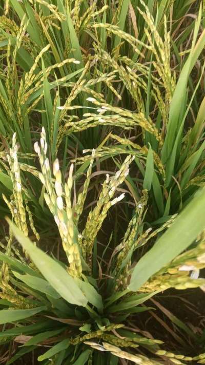 Leaf and Glume Blotch of Wheat - Rice