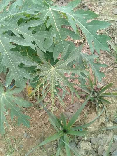 পেঁপের মোজাইক ভাইরাস রোগ - পেঁপে