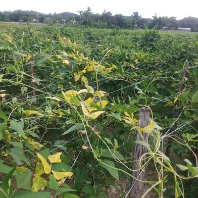 Bean Golden Mosaic Virus - Bean