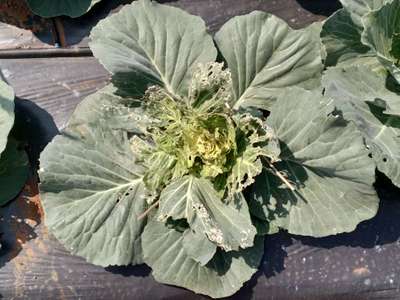 Cabbage White Butterfly - Cabbage