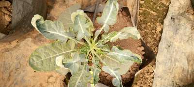 Whiteflies - Cabbage