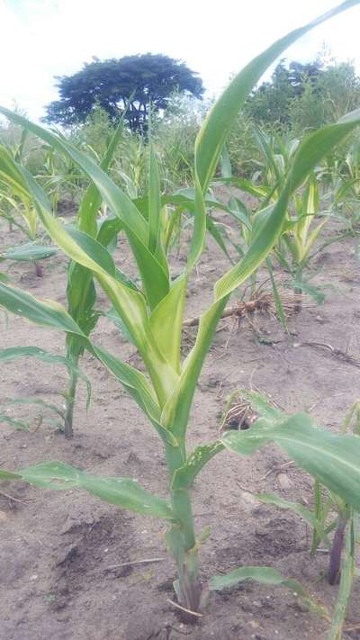 Iron Deficiency - Maize