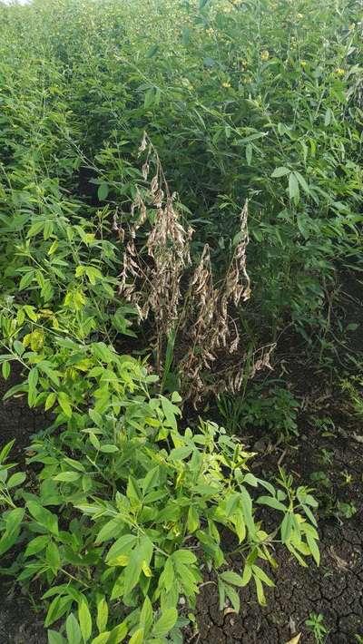 Fusarium Wilt - Pigeon Pea & Red Gram