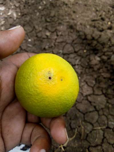 Oriental Fruit Fly - Citrus