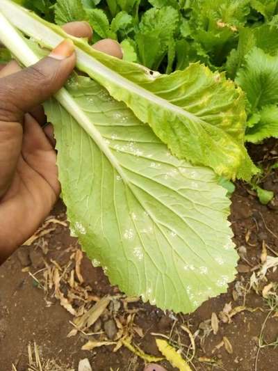 Whiteflies - Lettuce