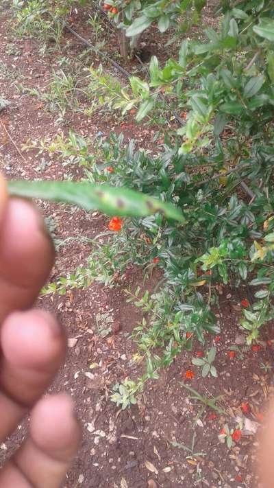 ಆಲ್ಟರ್ನೇರಿಯಾ ಕಪ್ಪು ಚುಕ್ಕೆ ಮತ್ತು ಹಣ್ಣಿನ ಕೊಳೆತ - ದಾಳಿಂಬೆ