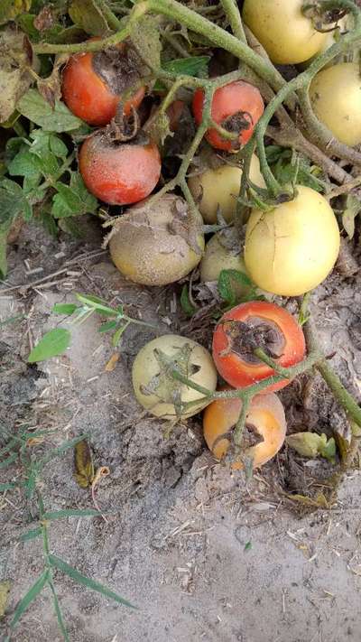 Early Blight - Tomato